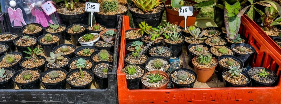 Mtunzini Morning Market Zululand potted succulents