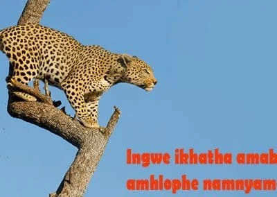 Zulu Proverbs and Sayings Zululand Tourism