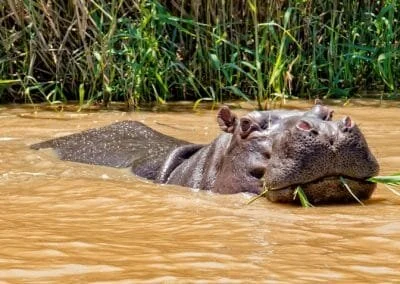 Experience St Lucia KZN Estuary Boat Cruises