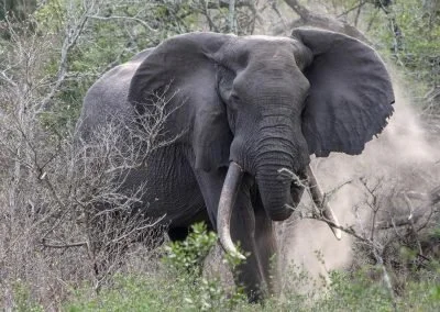 Big Tuskers Tembe Elephant Park Maputoland Zululand