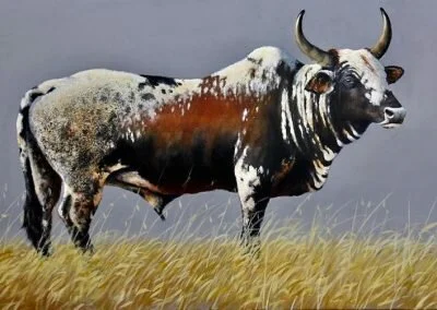 Nguni Cattle Zulu Names